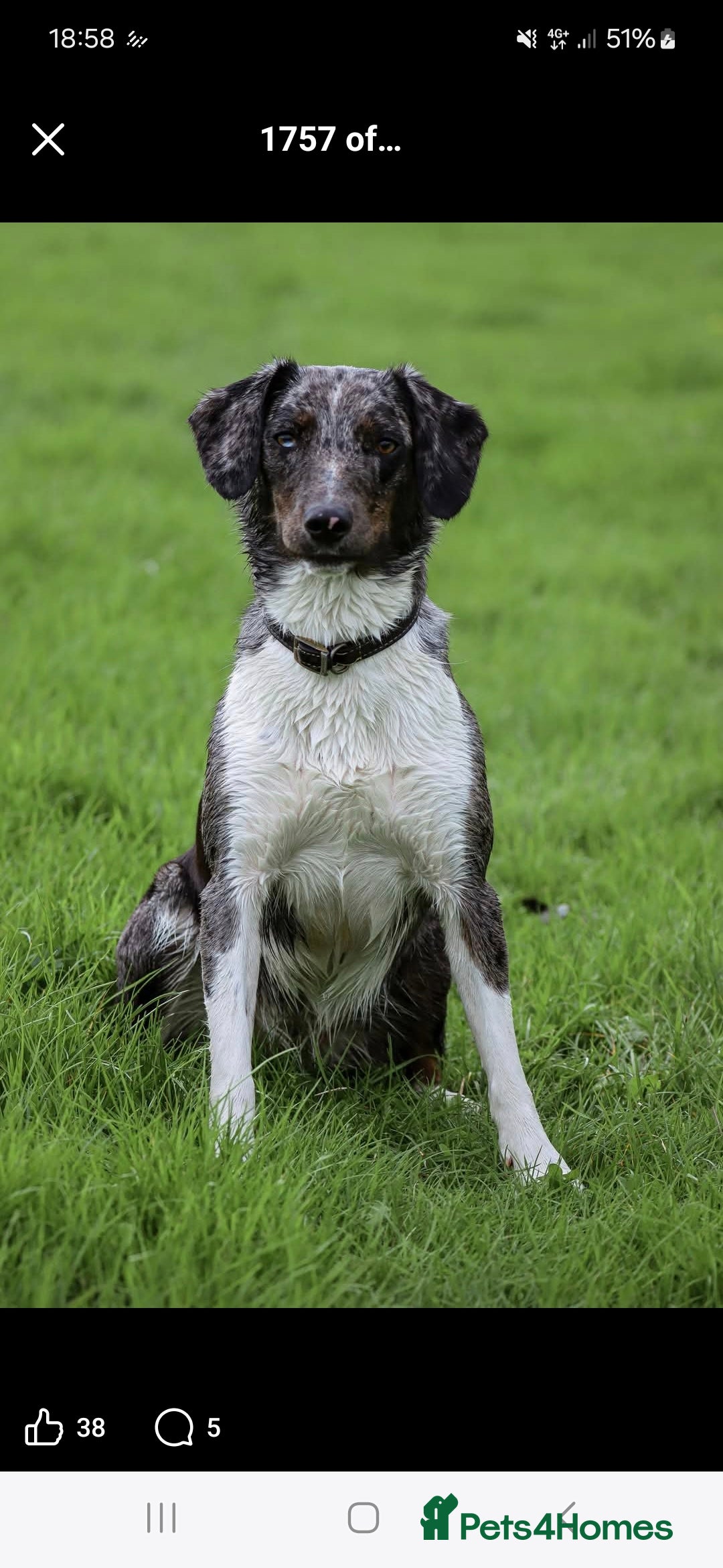 Sprollie dogs for sale: 3/4 Springer Spaniel Puppies  - Advert 9