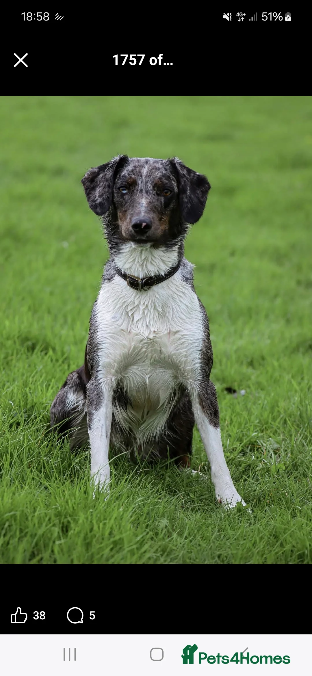 Sprollie dogs for sale: 3/4 Springer Spaniel Puppies - Sprollies - Advert 9