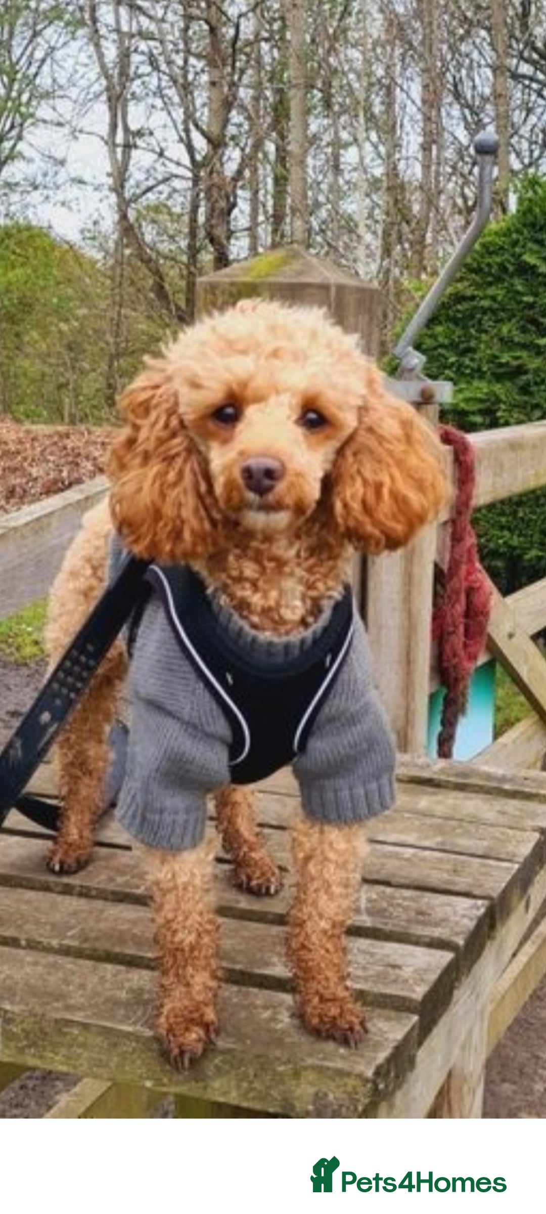 Toy Poodle dogs Toy Poodle Stud Proven!  in Manchester - Advert 3