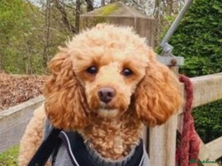 Toy Poodle dogs in Manchester - Advert 35