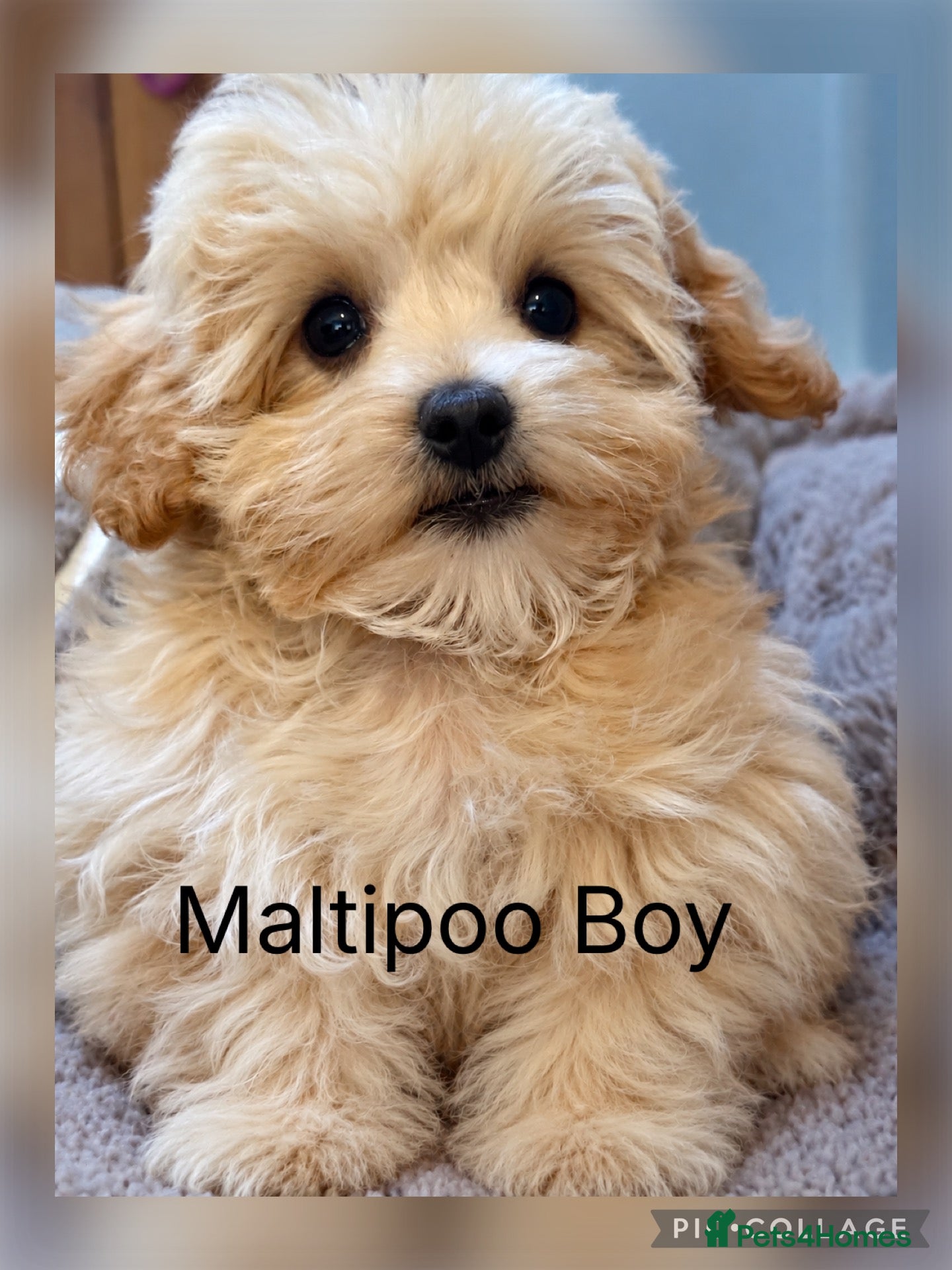 Maltipoo dogs Maltipoo Baby Boys  - Advert 2