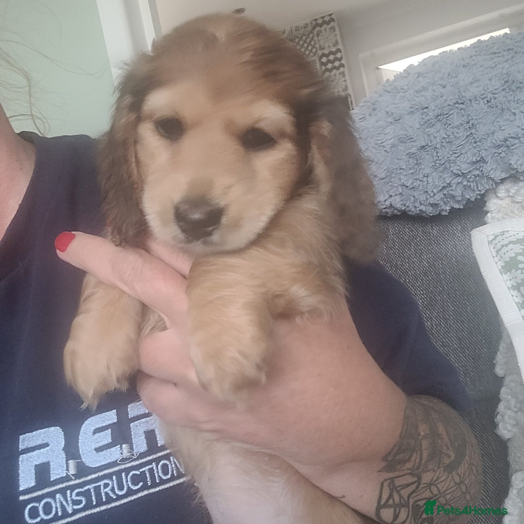 Miniature Dachshund dogs for sale: Miniature long hair shaded cream - Image 4