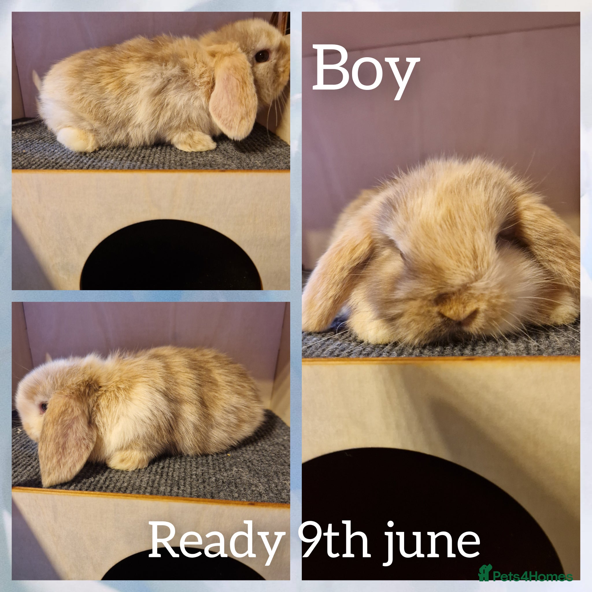 Mini Lop rabbits for sale: Mini lop kits ready next week  - Advert 4