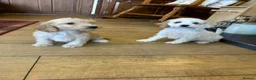 Cockapoo dogs for sale: F1b stunning cockapoos  - Advert 7
