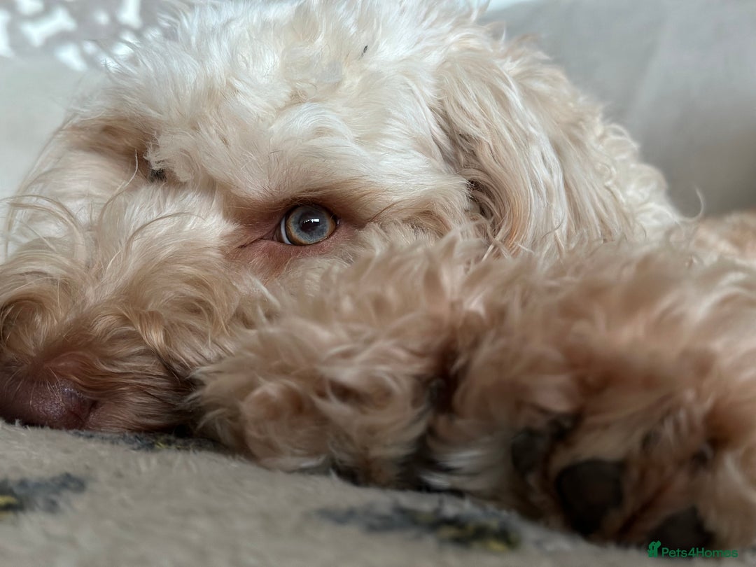 Cockapoo dogs for sale: Cockapoos for sale  - Advert 3