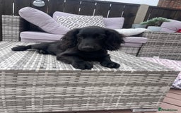 Cocker Spaniel dogs for sale: Cocker spaniel pups - Image 4