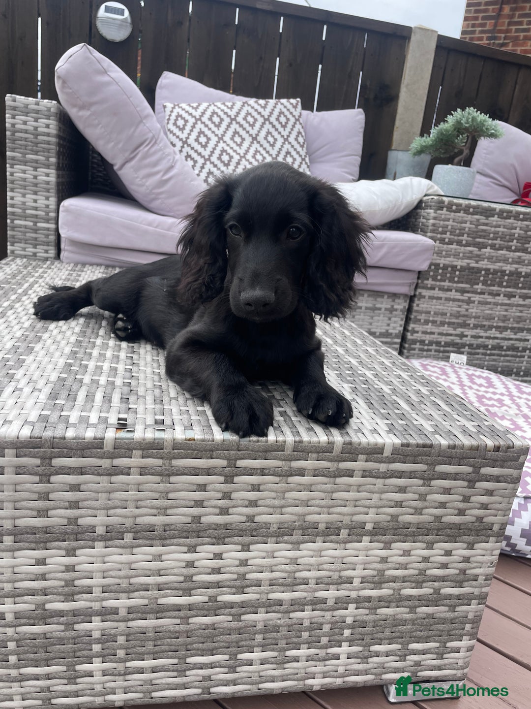 Cocker Spaniel dogs for sale: Cocker spaniel pups - Image 4