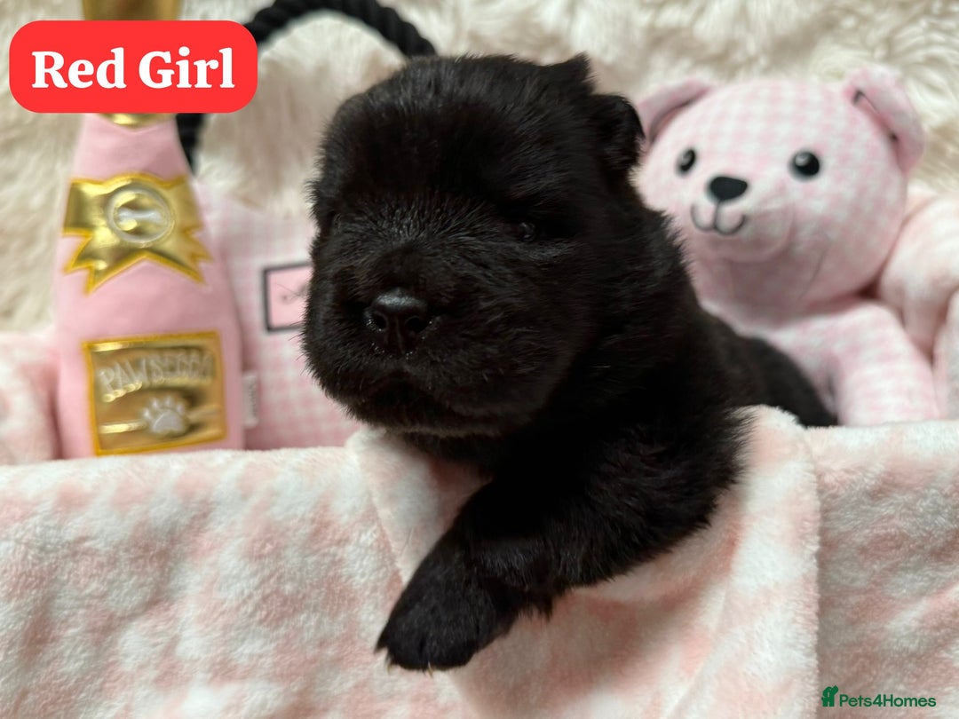 Chow Chow dogs for sale: 🏆 ** Just one Teddy Bear remaining  ** 🏆 - Advert 21