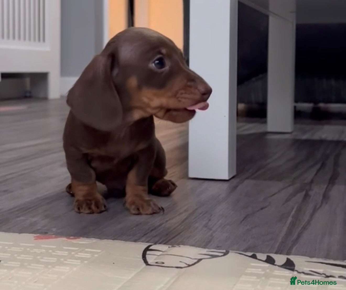 Miniature Dachshund dogs Smooth-haired miniature Daschunds  - Advert 17