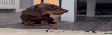 Miniature Dachshund Puppy 1