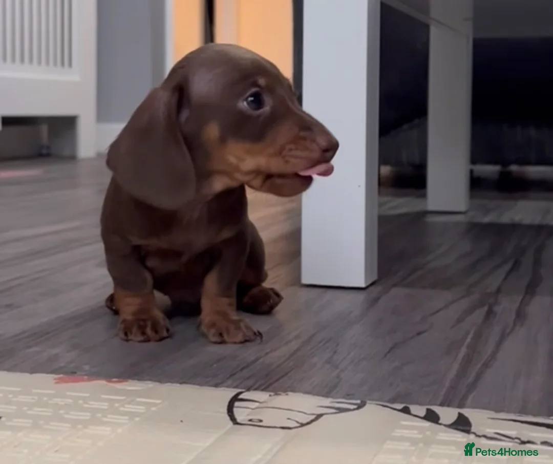 Miniature Dachshund dogs for sale: Smooth-haired miniature Daschunds  - Advert 1
