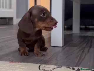 Miniature Dachshund dogs Smooth-haired miniature Daschunds - Advert 17