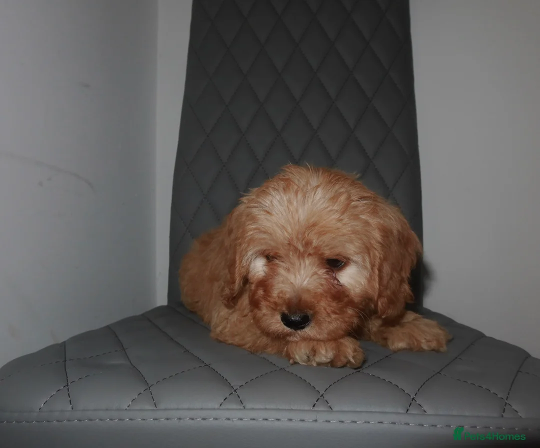 Cavapoo dogs for sale: 1 male Cavapoo puppy  - Advert 6