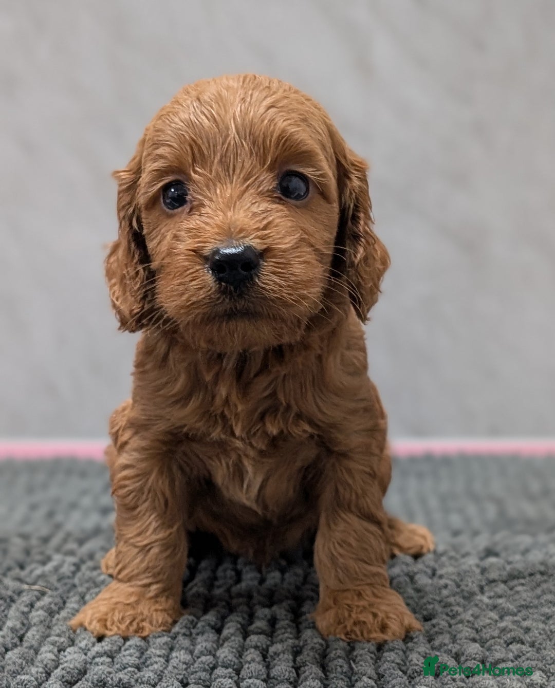 Cockapoo dogs for sale: Licensed breeder, health tested F1 cockapoo pups - Advert 24