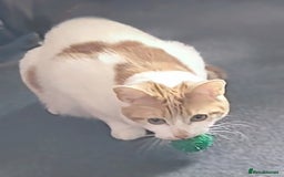 Domestic Shorthair cats for sale: Bella - Advert 1