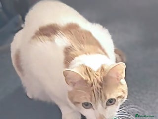 Domestic Shorthair cats Bella - Advert 8