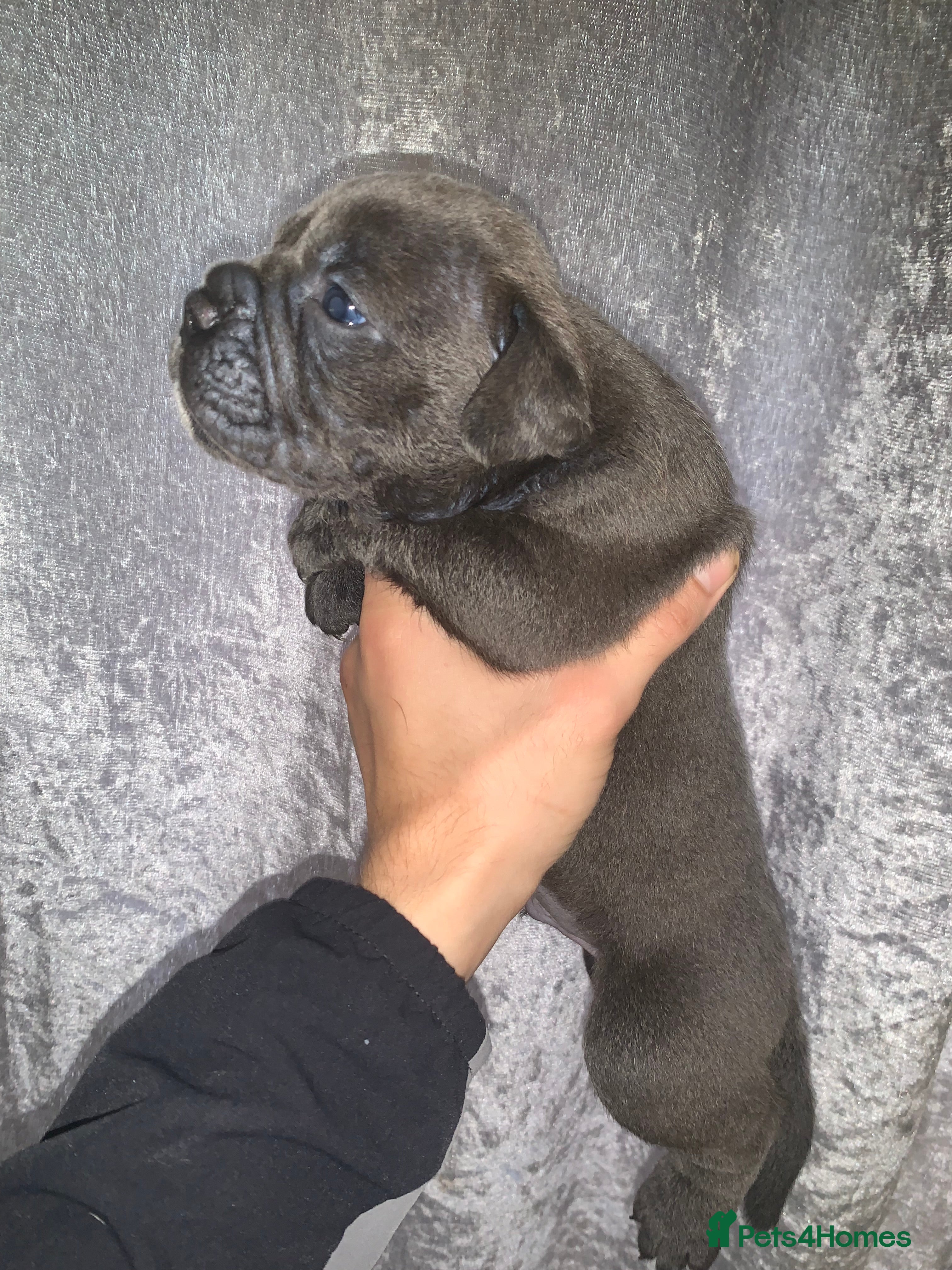 Olde English Bulldogge dogs    Old English bulldog   - Advert 3