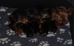 Yorkshire Terrier dogs for sale: Gorgeous puppies❤️❤️🩵🩵 - Advert 3
