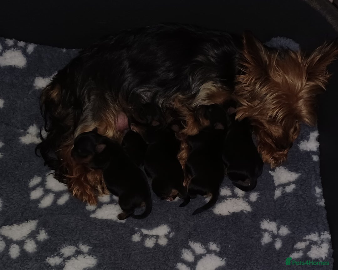 Yorkshire Terrier dogs for sale: Gorgeous puppies❤️❤️🩵🩵 - Advert 3