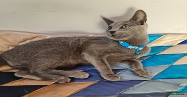 Russian Blue cats in Coventry - Advert 13