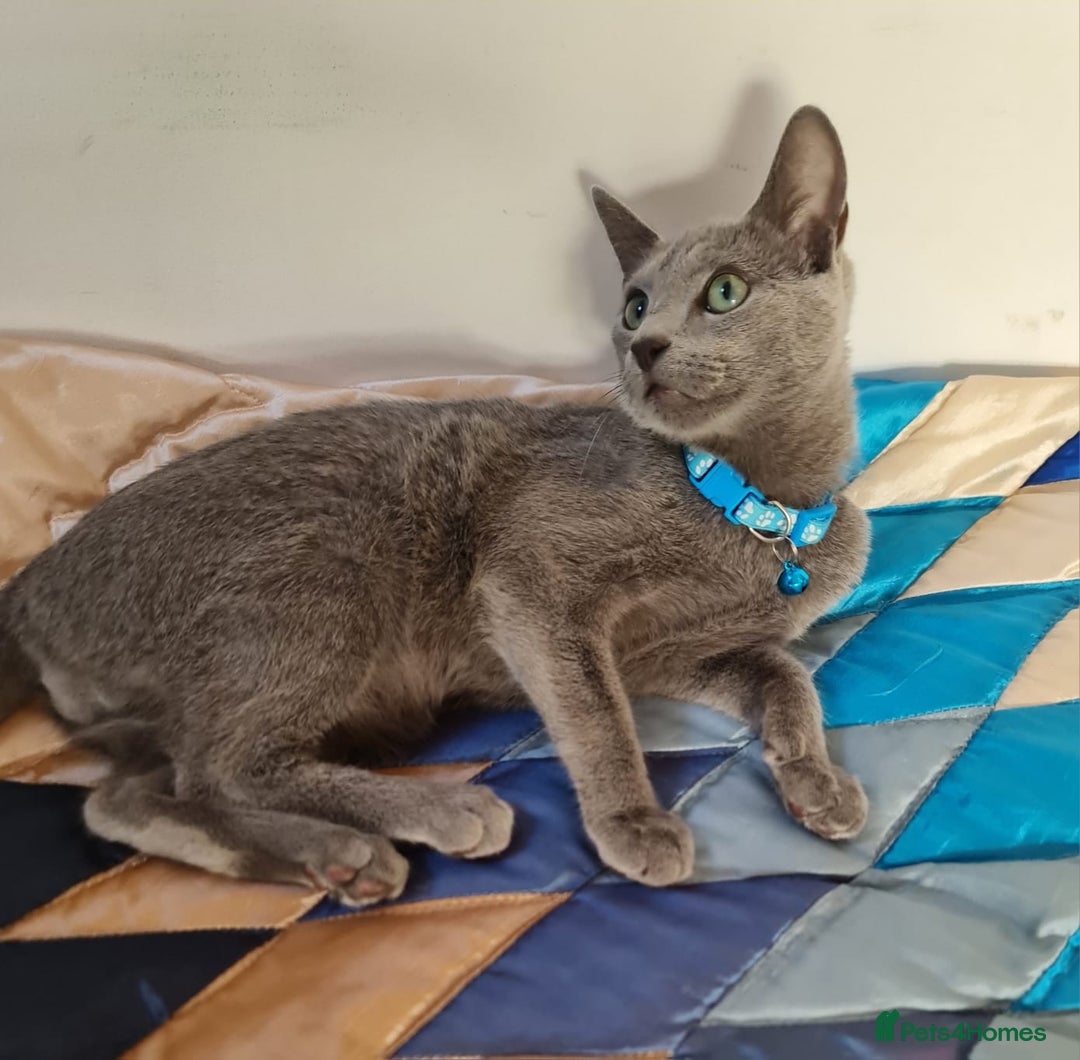 Russian Blue cats for sale: Stunning Pedigree Russian Blue kittens  in Coventry - Image 3
