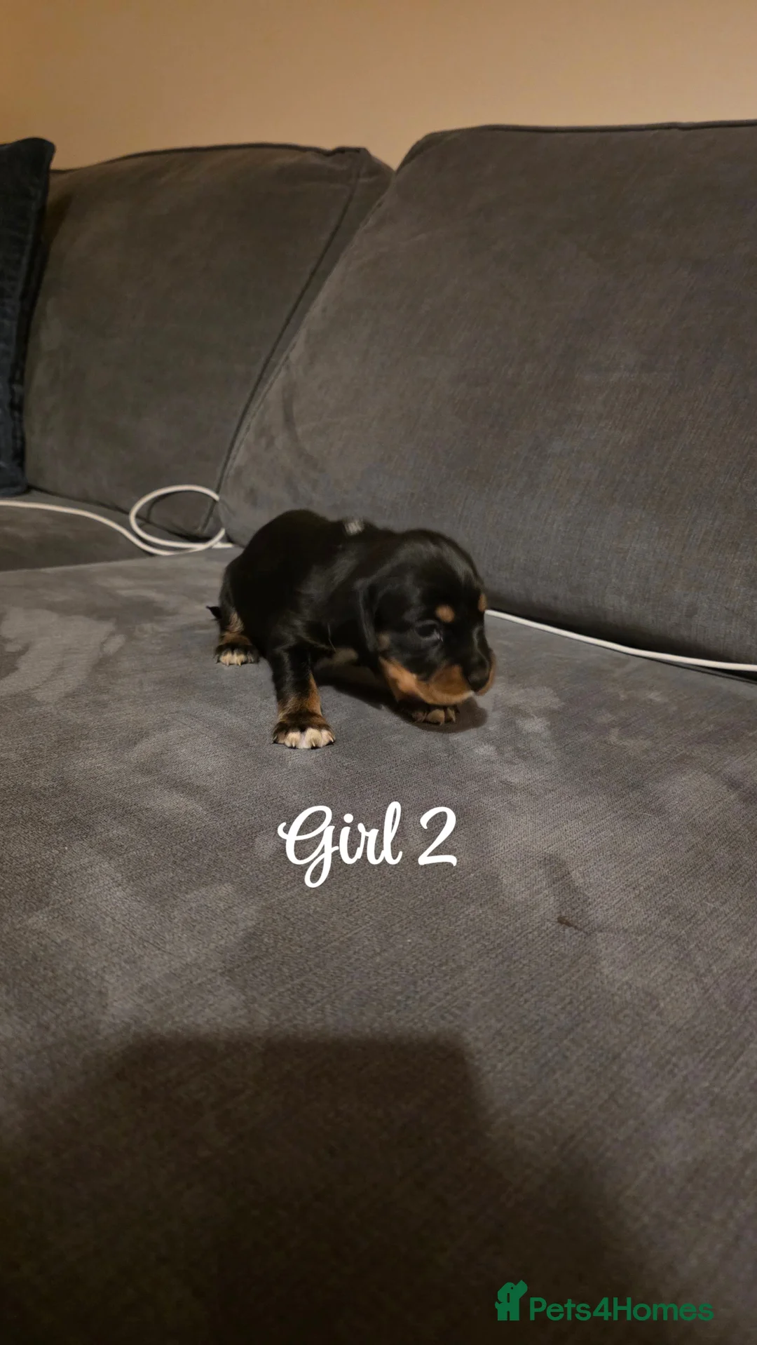 Mixed Breed dogs for sale: Beautiful Cocker x Collie pups - Advert 18