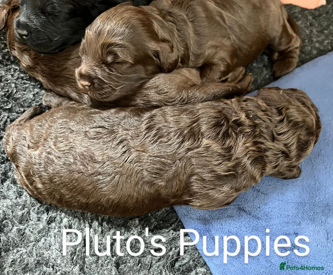 Miniature Poodle dogs for stud: *PROVEN* DNA Health Tested Chocolate Cockapoo STUD in Manchester - Advert 8