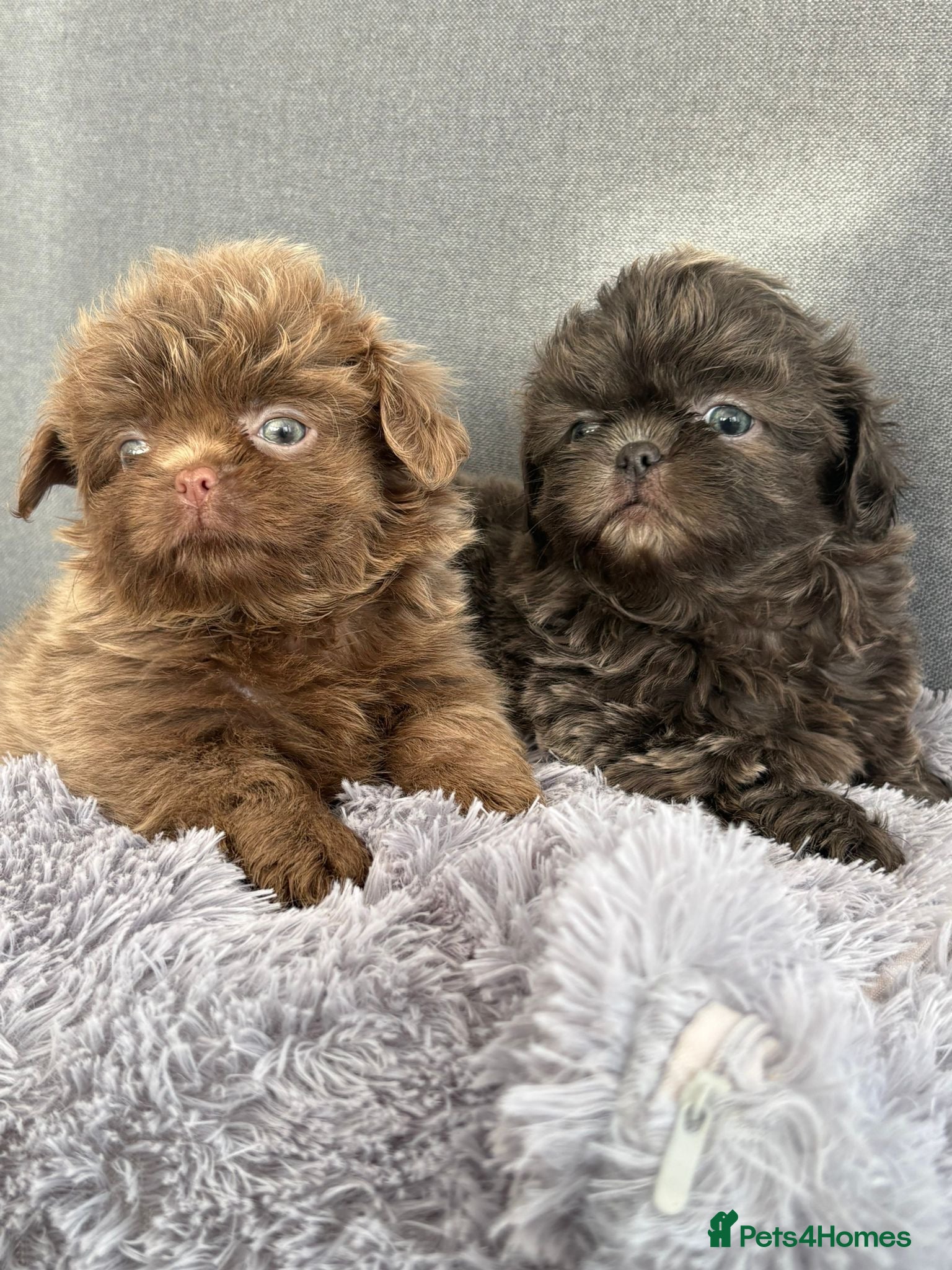 Shih Tzu dogs Beautiful HEALTH TESTED KC Reg Females 💜 - Advert 4