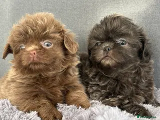 Shih Tzu dogs Beautiful HEALTH TESTED KC Reg Females 💜 - Advert 4