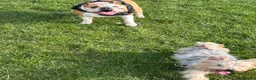 Mixed Breed dogs for sale: English Bulldog × Yorkshire Terrier Puppies in Newcastle upon Tyne - Advert 16