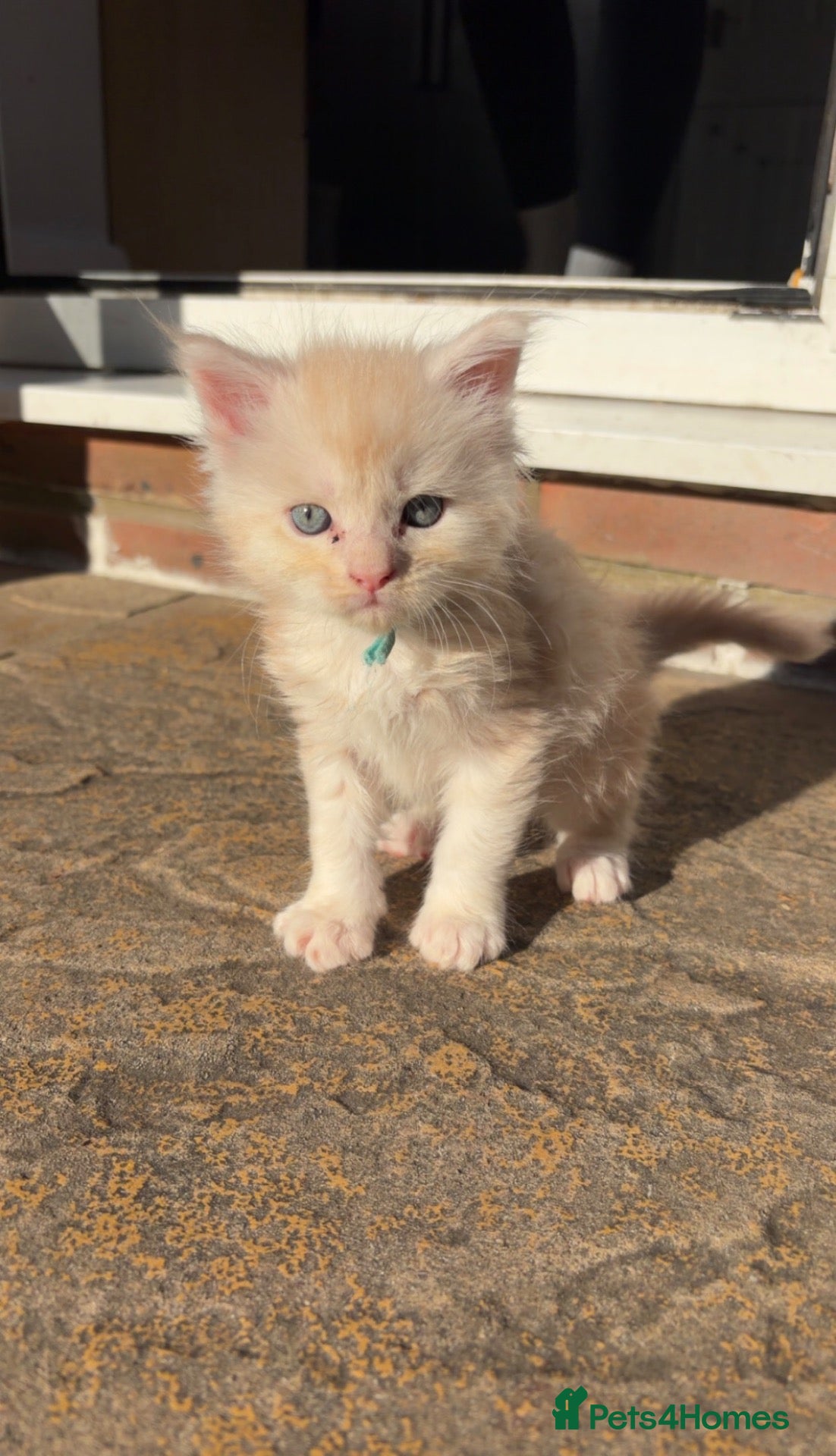 Maine Coon cats Stunning purebred Maine Coon Kittens  - Advert 4