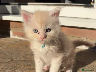 Maine Coon cats Stunning purebred Maine Coon Kittens - Advert 3
