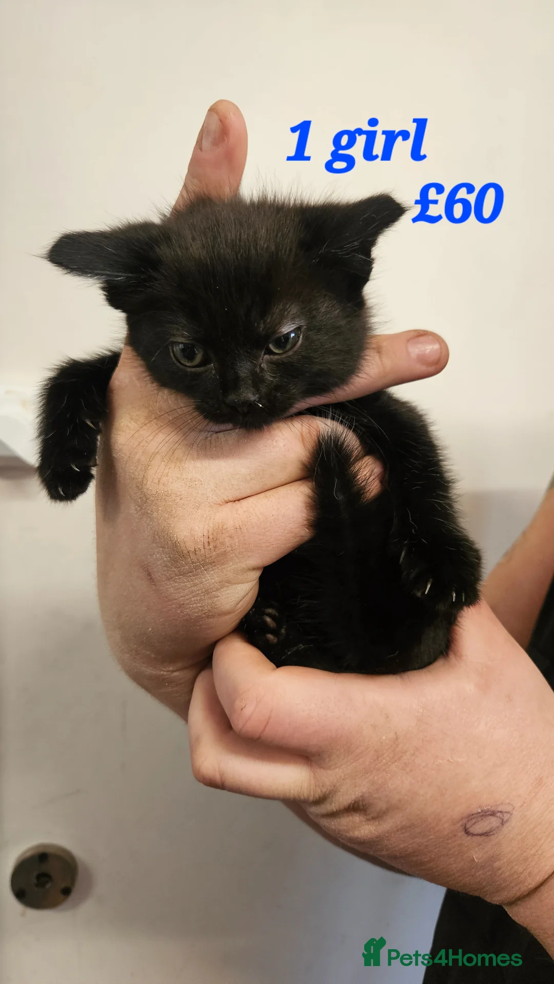 Mixed Breed cats for sale: Beautiful litter - Advert 2