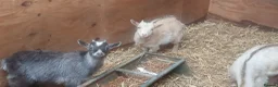 Goats livestock for sale: Lovely pygmy goats 🐐  - Advert 5