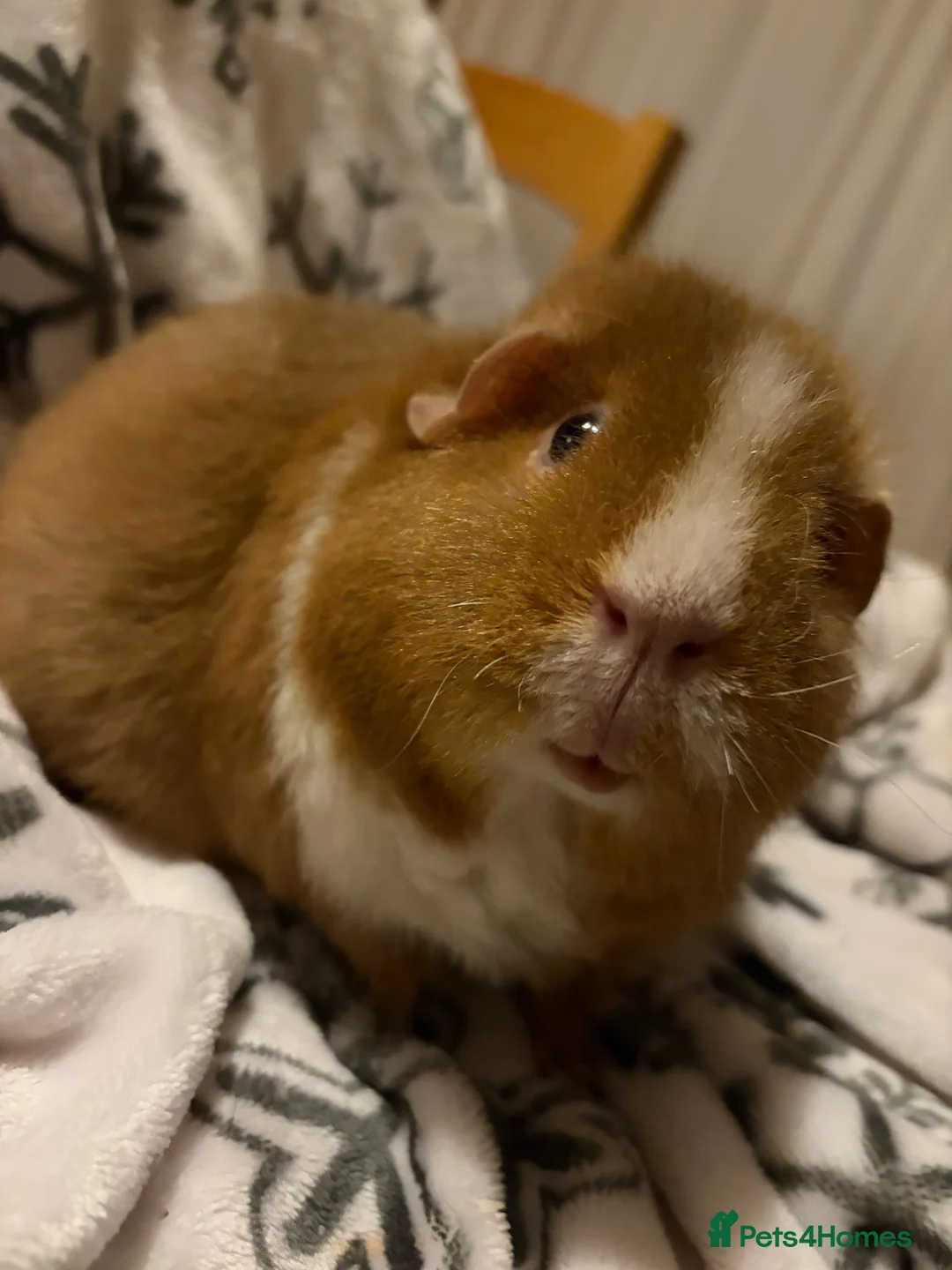 Guinea Pig rodents for sale: 3 female guinea pigs + set up - Advert 1