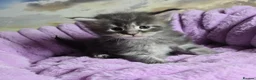 Maine Coon cats for sale: Stunning Maine Coon kittens - Advert 11