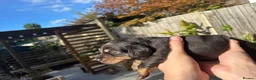 Miniature Dachshund dogs for sale: KC registered long haired Miniatures  - Advert 16