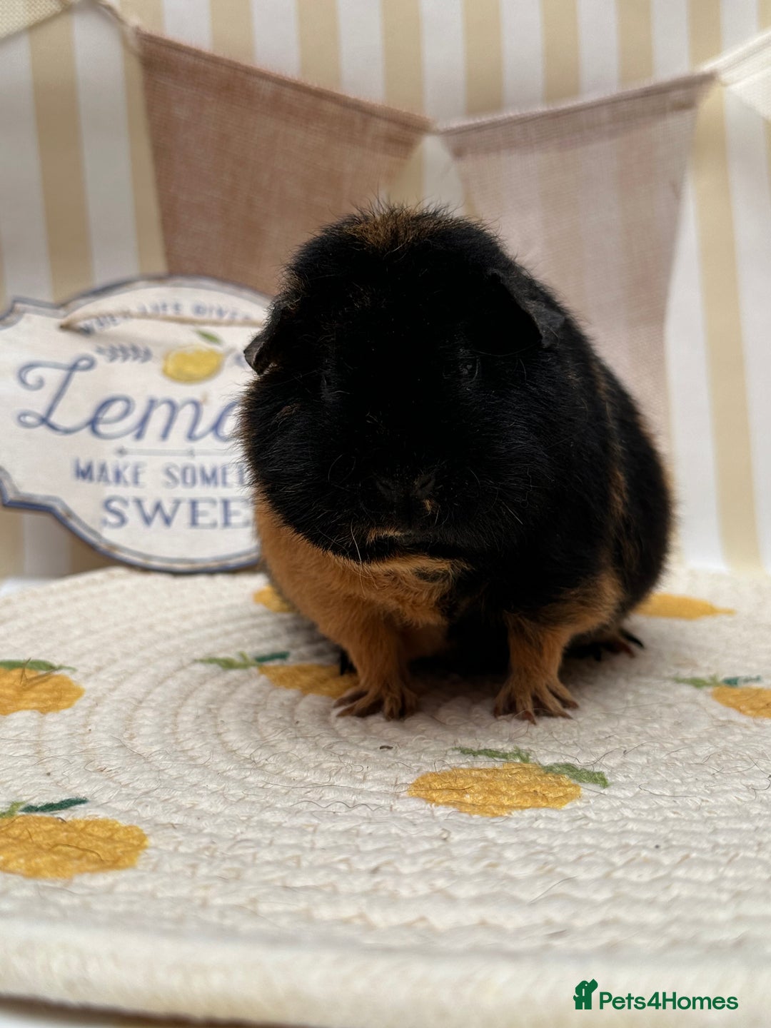 Guinea Pig rodents for sale: Teddy guinea pigs  - Image 10