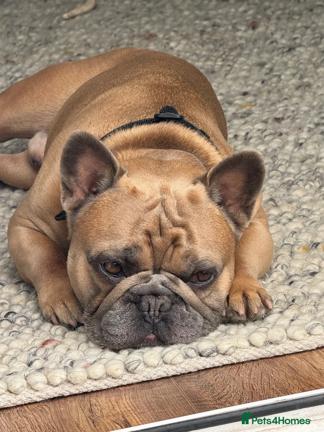 French Bulldog dogs for stud: Outstanding 5 Generation French Bulldog Stud in Coalville - Advert 7