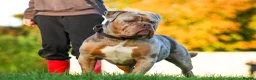 Olde English Bulldogge dogs for sale: Olde English bulldogge - Advert 2