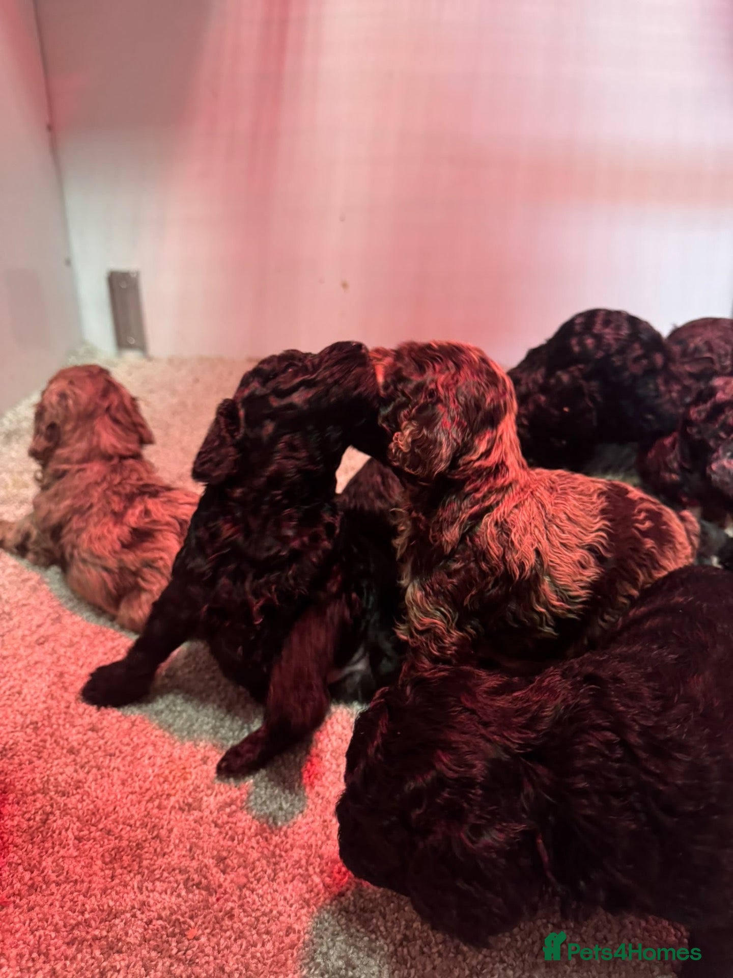 Cockapoo dogs for sale: Stunning toy F1bbb cockerpoo  - Advert 7
