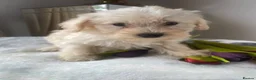 Westiepoo dogs for sale: Westypoos in Northallerton - Advert 20