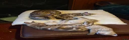 Bengal cats for sale: 🐾 Stunning TICA Registered Bengal Kittens 🐾 - Advert 5