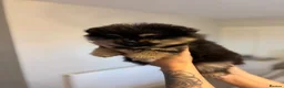 Pomeranian dogs for sale: Miniature Pomeranian Puppys in Redditch - Advert 5