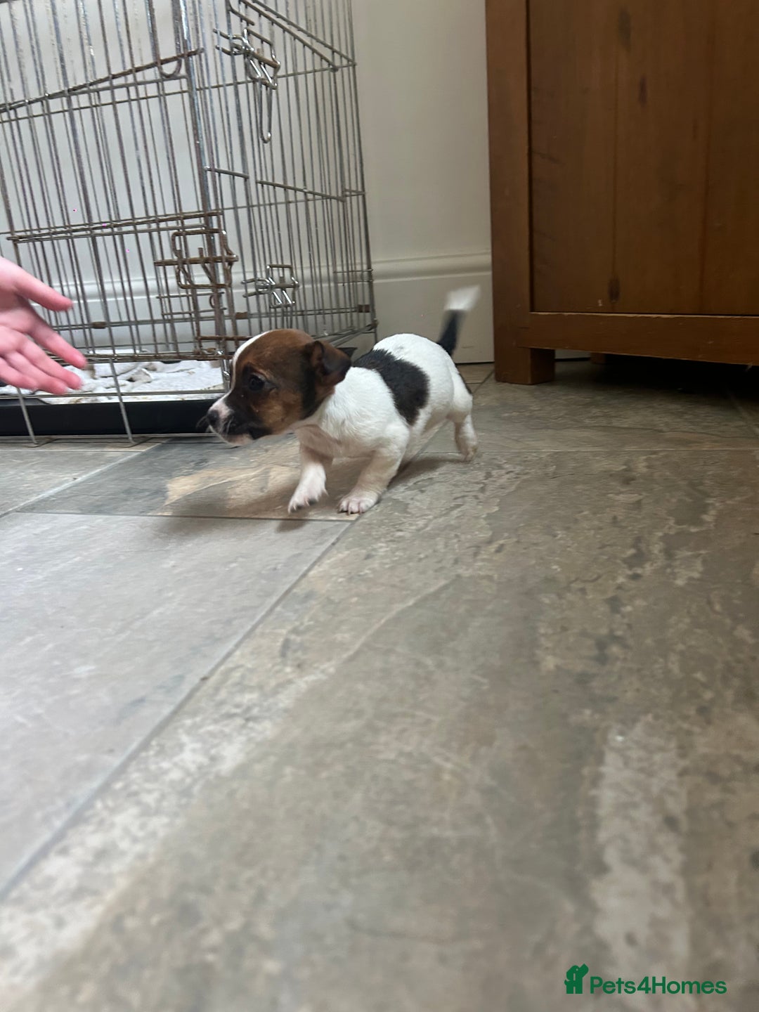 Jack Russell dogs for sale: Adorable jack Russell puppies  - Advert 16