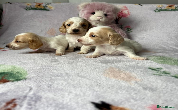 Miniature Dachshund dogs - Advert 2