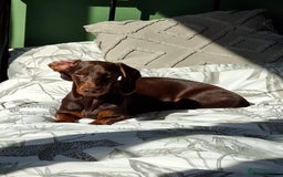 Dachshund dogs for sale: 1 Year Old Miniature Dachshund For Sale - Image 1