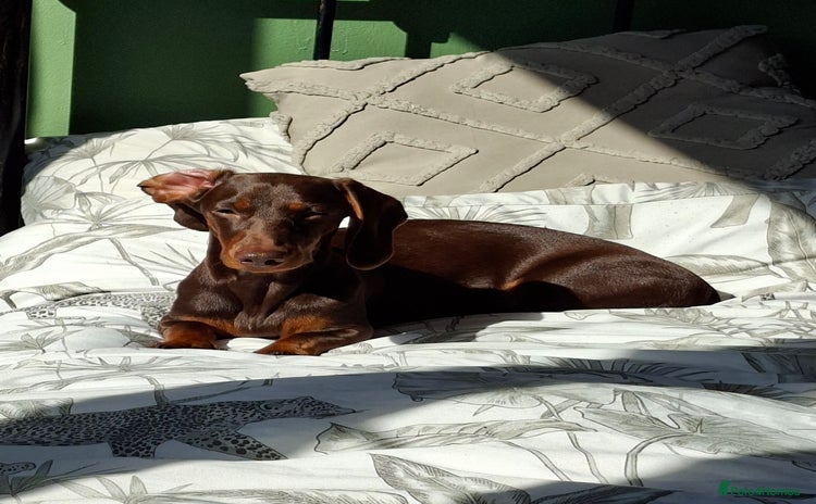Dachshund dogs - Advert 1