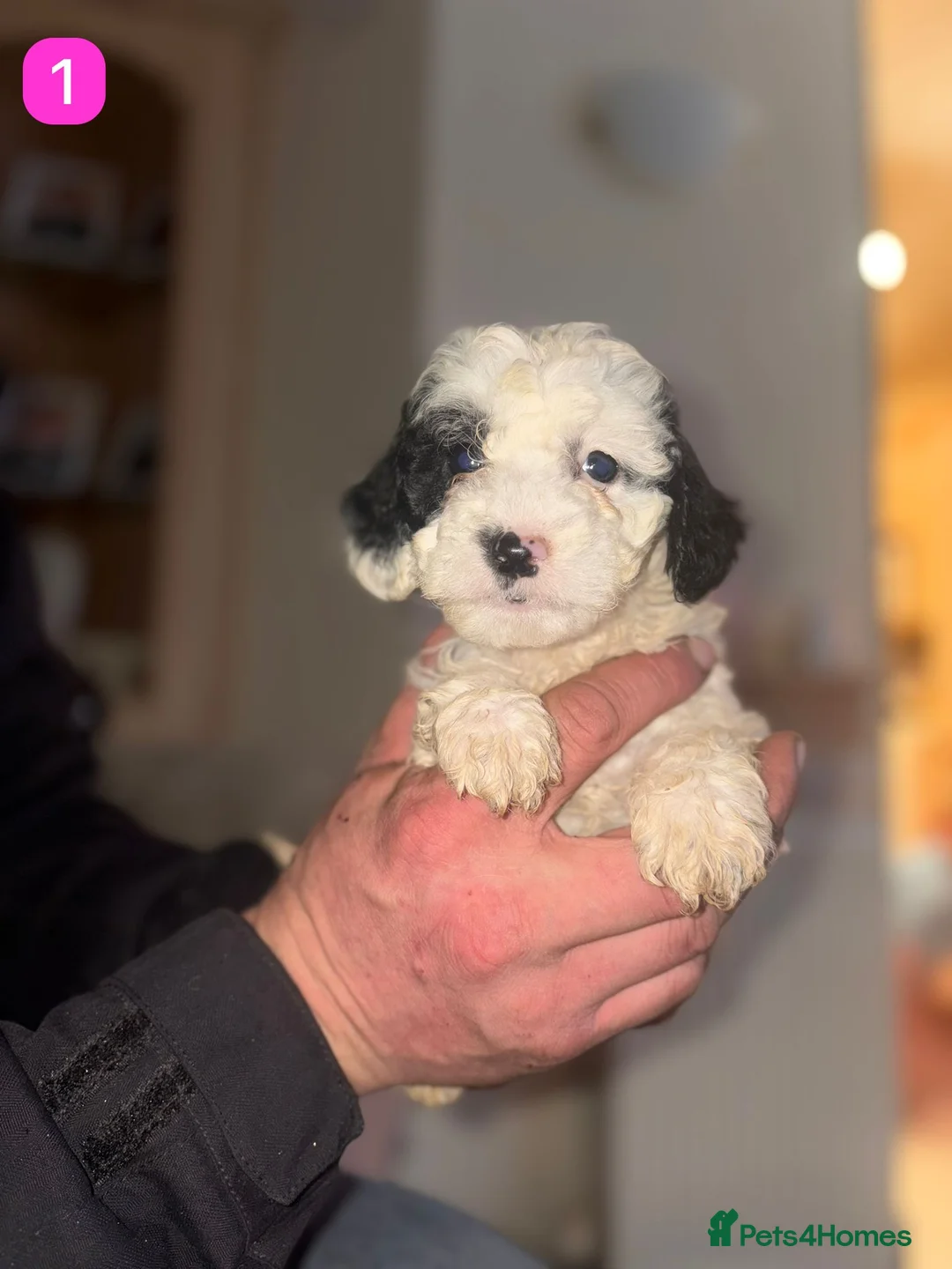 Cockapoo dogs for sale: Gorgeous F1B Cockapoo Puppies - Advert 5