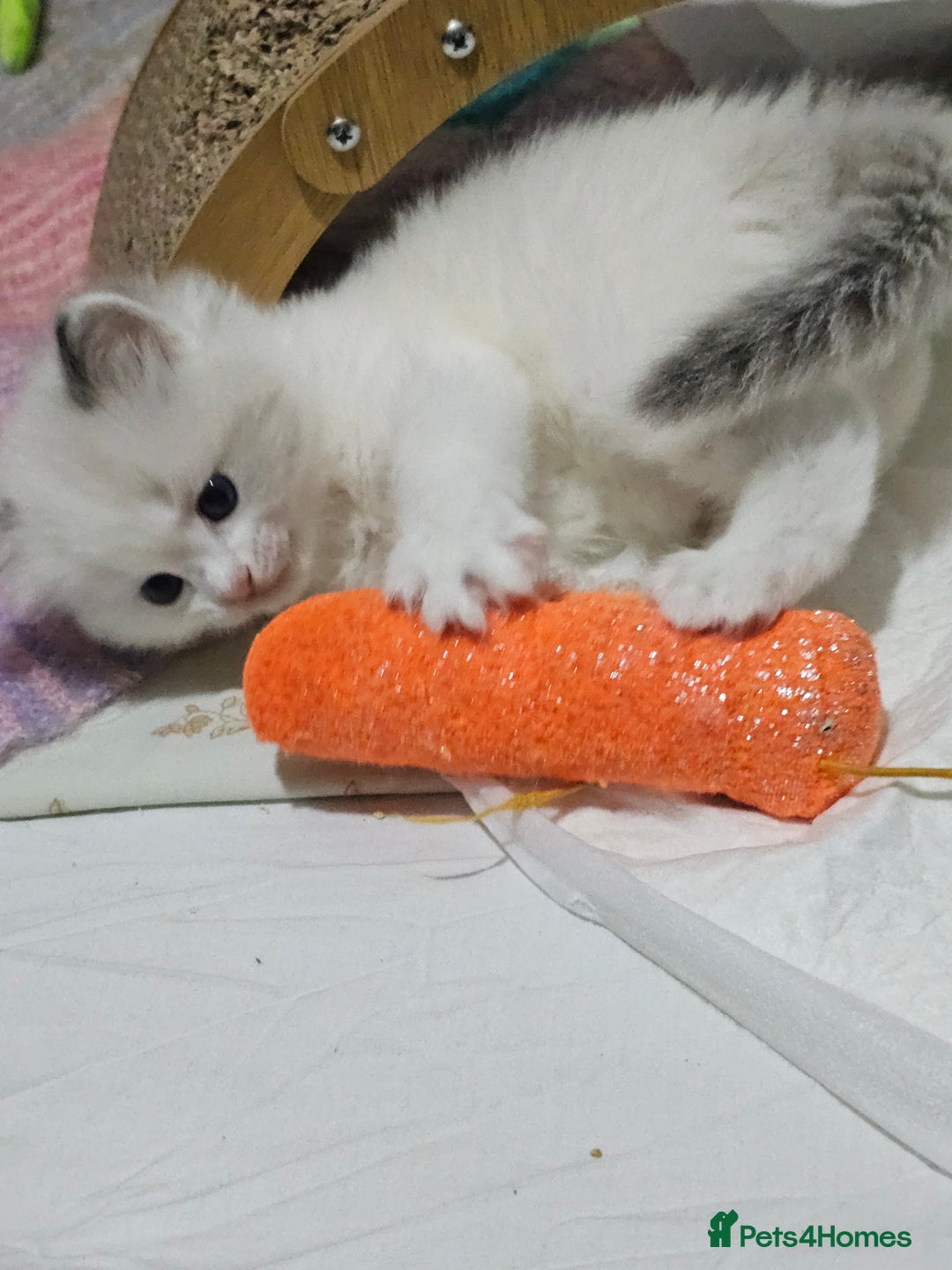 Ragdoll cats for sale: 🐱Kittens Ragdoll Bicolor. 3 Boys and 2 Girls  - Advert 10